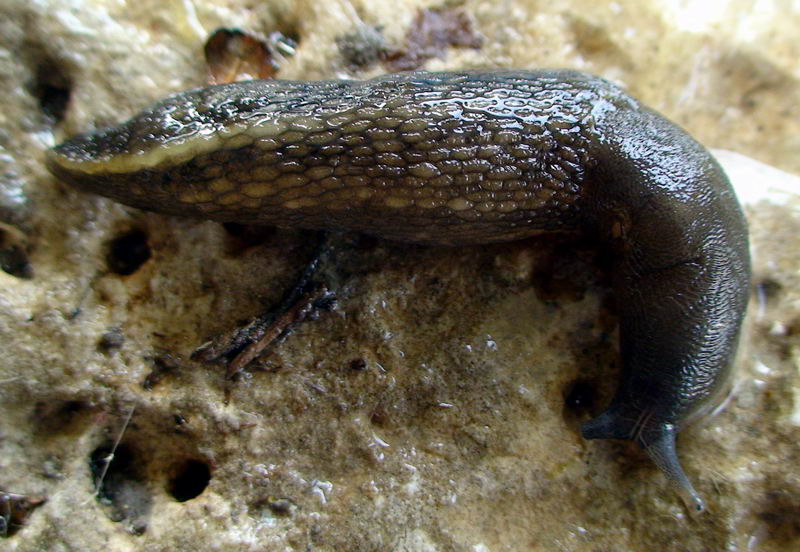 Limax grigio + Limax aldrovandi Moquin-Tandon 1855 degli Apuane